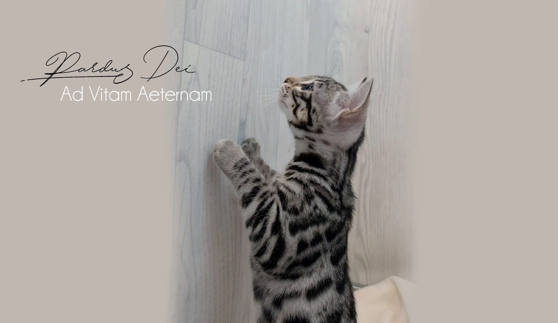 Chat Bengal